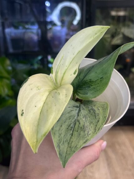 Scindapsus Superstar