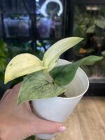Scindapsus Superstar #1 - obrazek 2