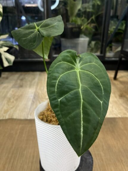 Anthurium Forgetti x Regale
