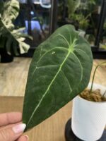 Anthurium Forgetti x Regale #1 - obrazek 2