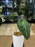 Anthurium Forgetti x Regale #1 - obrazek 3
