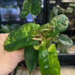Philodendron Jennifer (billietiae x florida beauty ) #1