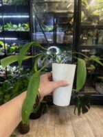 Anthurium Vittarifolium #1 - obrazek 2