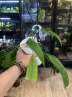 Anthurium Vittarifolium #1 - obrazek 4