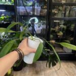 Anthurium vittarifolium