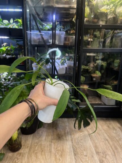 Anthurium vittarifolium