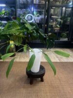 Anthurium Vittarifolium #1 - obrazek 5
