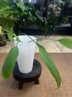 Anthurium Vittarifolium #1 - obrazek 6
