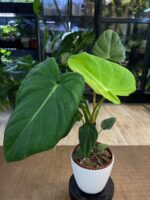 Philodendron McDowell #1 - obrazek 3