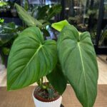Philodendron Mc Dowell