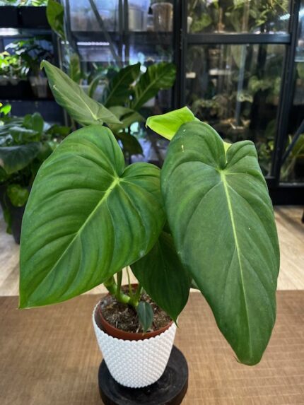 Philodendron Mc Dowell