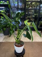 Philodendron McDowell #1 - obrazek 4
