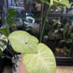 Syngonium Confetti Tricolor #2