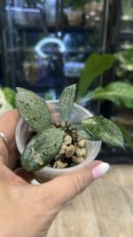 Hoya lacunosa 'Moonshine'  #1 - obrazek 2