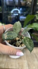 Hoya lacunosa 'Moonshine'  #1 - obrazek 3