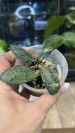 Hoya lacunosa moonshine