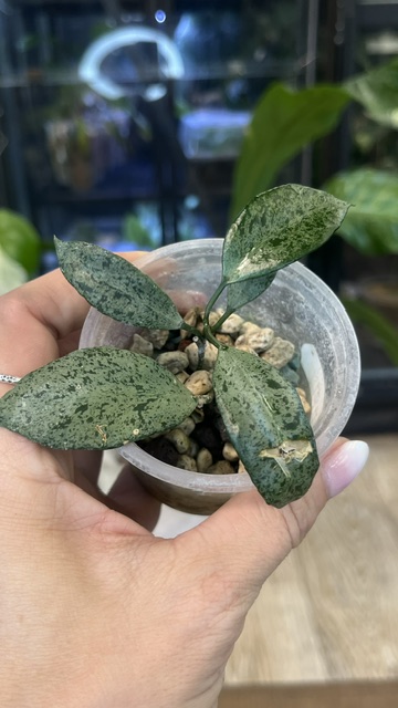 Hoya lacunosa moonshine