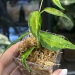 Hoya dennisii Frida