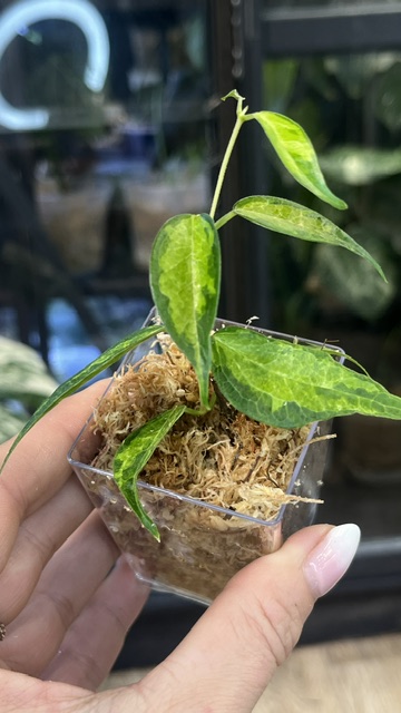 Hoya dennisii Frida