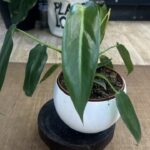 Philodendron Spiritus Sancti