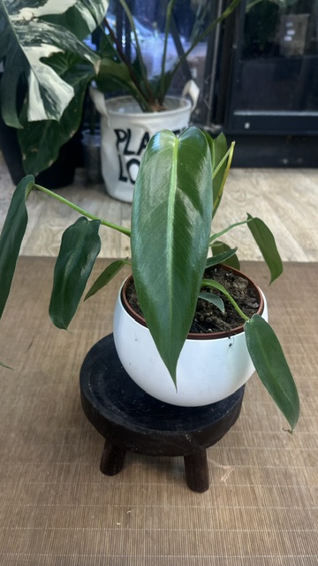 Philodendron Spiritus Sancti