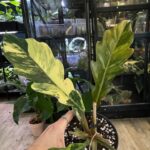 Philodendron Caramel Marble #1