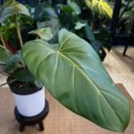 Philodendron Summer Glory z nowo rozwiniętym, dużym liściem w intensywnym miedziano-czerwonym kolorze oraz kilkoma dojrzałymi, ciemnozielonymi, aksamitnymi liśćmi.