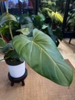 Philodendron Summer Glory z nowo rozwiniętym, dużym liściem w intensywnym miedziano-czerwonym kolorze oraz kilkoma dojrzałymi, ciemnozielonymi, aksamitnymi liśćmi.