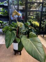 Philodendron Summer Glory #1 - obrazek 4