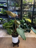 Philodendron Summer Glory #1 - obrazek 3