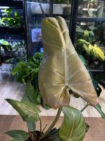 Philodendron Summer Glory #1 - obrazek 2