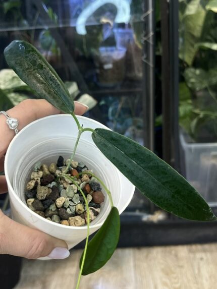 hoya aff stenakei