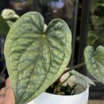 Anthurium Luxurians