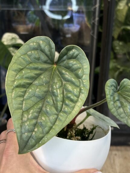 Anthurium Luxurians