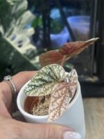 Begonia Snow Capped Variegata #1 - obrazek 2