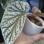 Begonia Snow Capped variegata