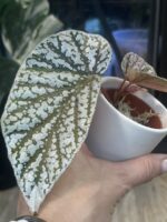 Begonia Snow Capped variegata