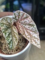 Begonia Snow Capped Variegata #1 - obrazek 3