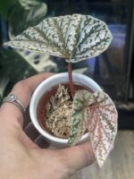 Begonia Snow Capped Variegata #1 - obrazek 4