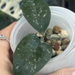Hoya Amicabilis