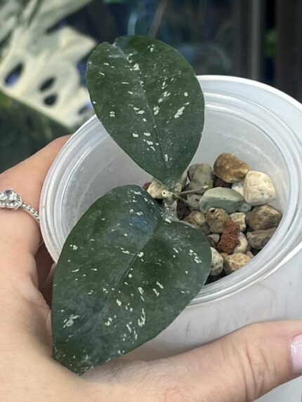 Hoya Amicabilis