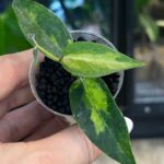 Hoya dennisii 'Frida', unikatowa roślina kolekcjonerska o różowo-kremowych kwiatach w kształcie gwiazdek i jasnozielonych liściach, pachnąca hoja wisząca, Variegarden.