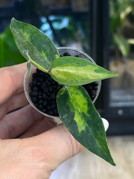 Hoya dennisii 'Frida', unikatowa roślina kolekcjonerska o różowo-kremowych kwiatach w kształcie gwiazdek i jasnozielonych liściach, pachnąca hoja wisząca, Variegarden.