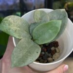 Hoya carnosa Nova Ghost