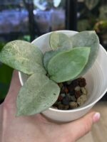 Hoya carnosa Nova Ghost