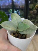 Hoya carnosa 'Nova Ghost' #1 - obrazek 3
