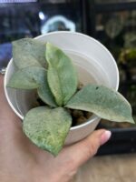 Hoya carnosa 'Nova Ghost' #1 - obrazek 2