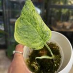 Scindapsus Tembaga
