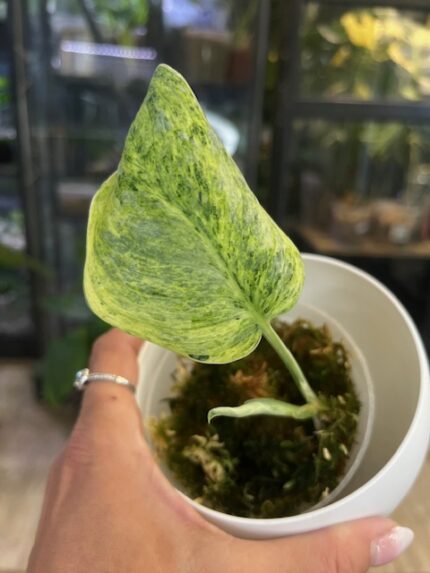 Scindapsus Tembaga