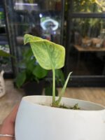 Scindapsus Tembaga #1 - obrazek 3